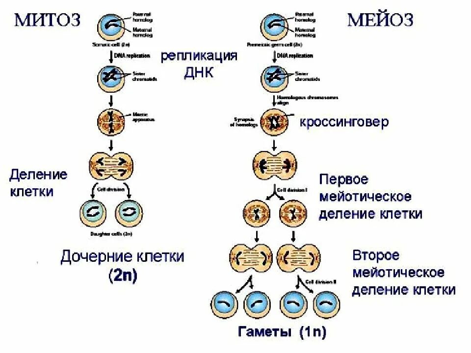 Процессы протекающие в митозе