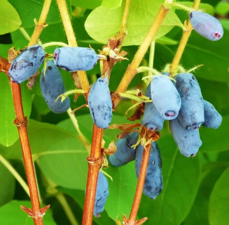 Жимолость хоней би описание сорта. Жимолость синяя Lonicera caerulea. Жимолость синяя, съедобная Lonicera caerulea. Honey Bee жимолость. Жимолость Ханиби.