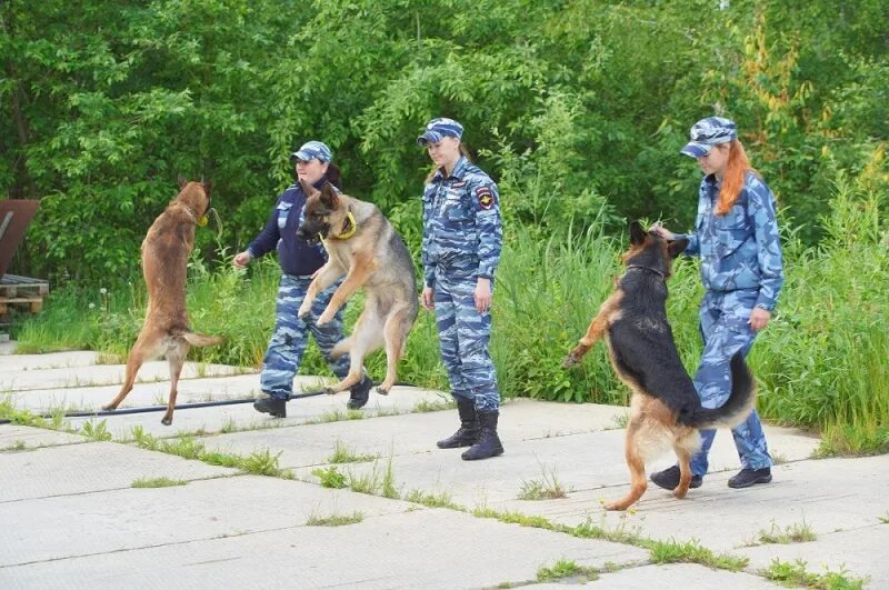 Выбрать кинолога