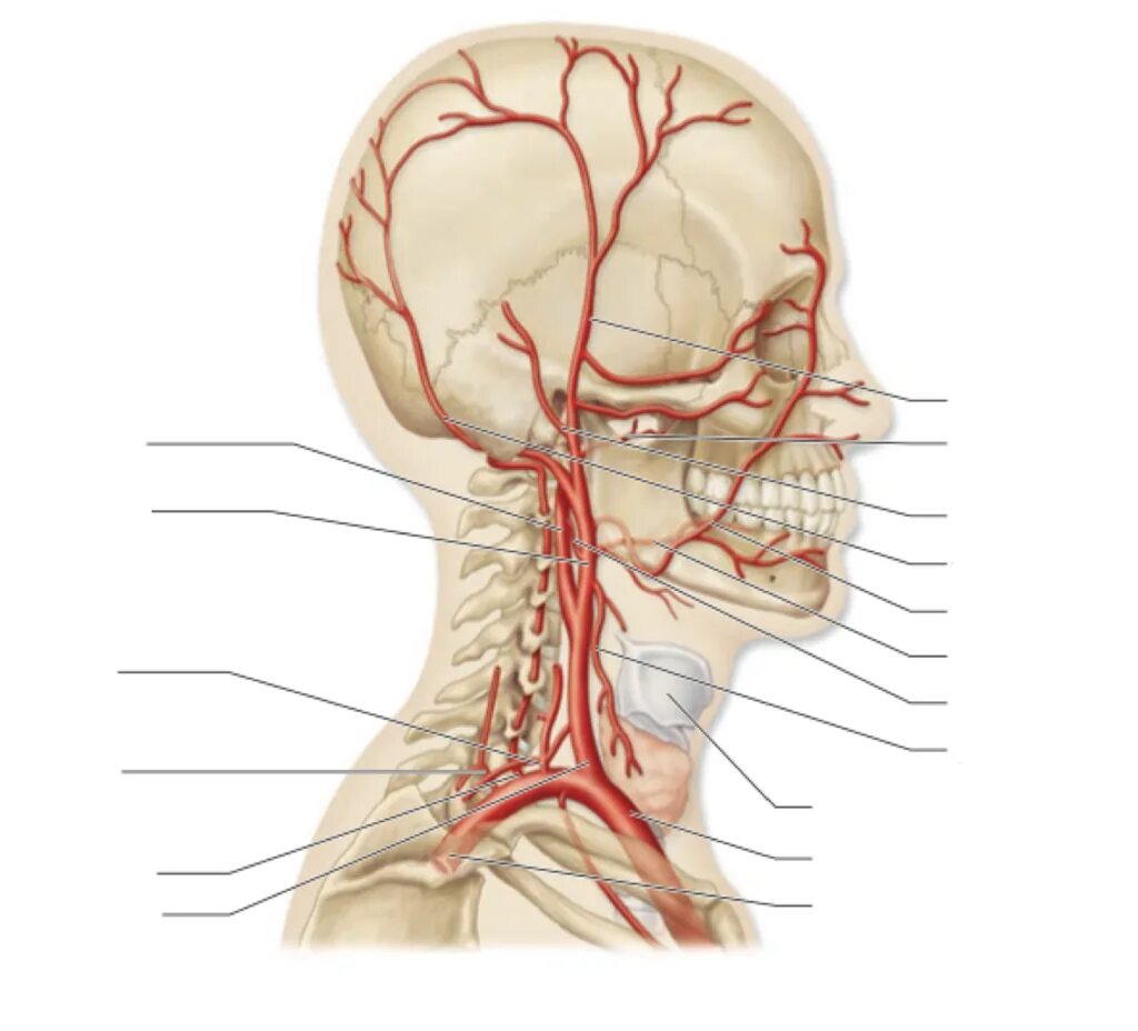 Сонная артерия анатомия. Наружная Сонная артерия анатомия. Ветви сонной артерии анатомия. Наружная Сонная артерия топография.