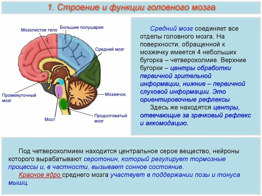 В головном мозге в частности