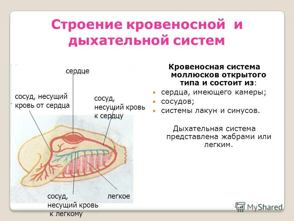 нервная система и органы чувств двустворчатых моллюсков. двустворчатые моллюски тип нервной системы. нервная система и органы чувств двустворчатых моллюсков. органы равновесия у головоногих моллюсков. тип моллюски класс двустворчатые нервная система.