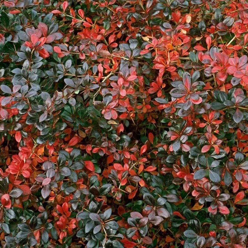 Декоративно лиственные кустарники. Барбарис Red Jewel. Барбарис Тунберга ред Джевел. Барбарис средний ред Джевел. Барбарис Тунберга ред Jewel.