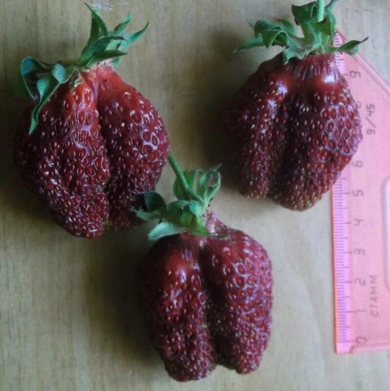 Сорт клубники бордового цвета. Клубника рубиновый кулон. земляника рубиновый кулон. сорт клубники рубиновый кулон.