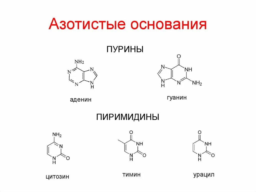 Пурин аденин гуанин. Аденозин Тимин урацил гуанин. Азотистое основание аденин формула. Структура гуанин Тимин аденин.