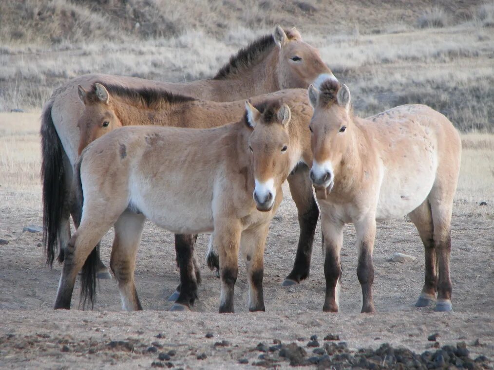 Пржевальский лошадь Пржевальского. Лошадь Пржевальского Equus przewalskii. Лошадь Пржевальского ареал. Дикая лошадь лошадь Пржевальского. Почему лошадь пржевальского