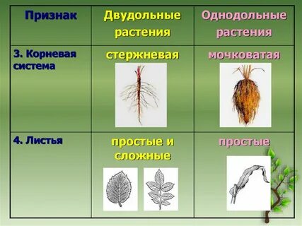 Стержневая корневая система характерна для однодольных