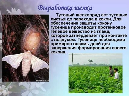 Полиплоидный тутовый шелкопряд