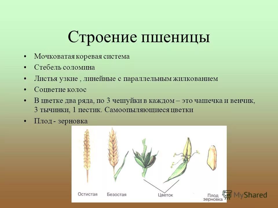 Форма листа у ржи. Строение злаков пшеницы. Пшеница форма листовой пластинки. Строение ржи посевной.