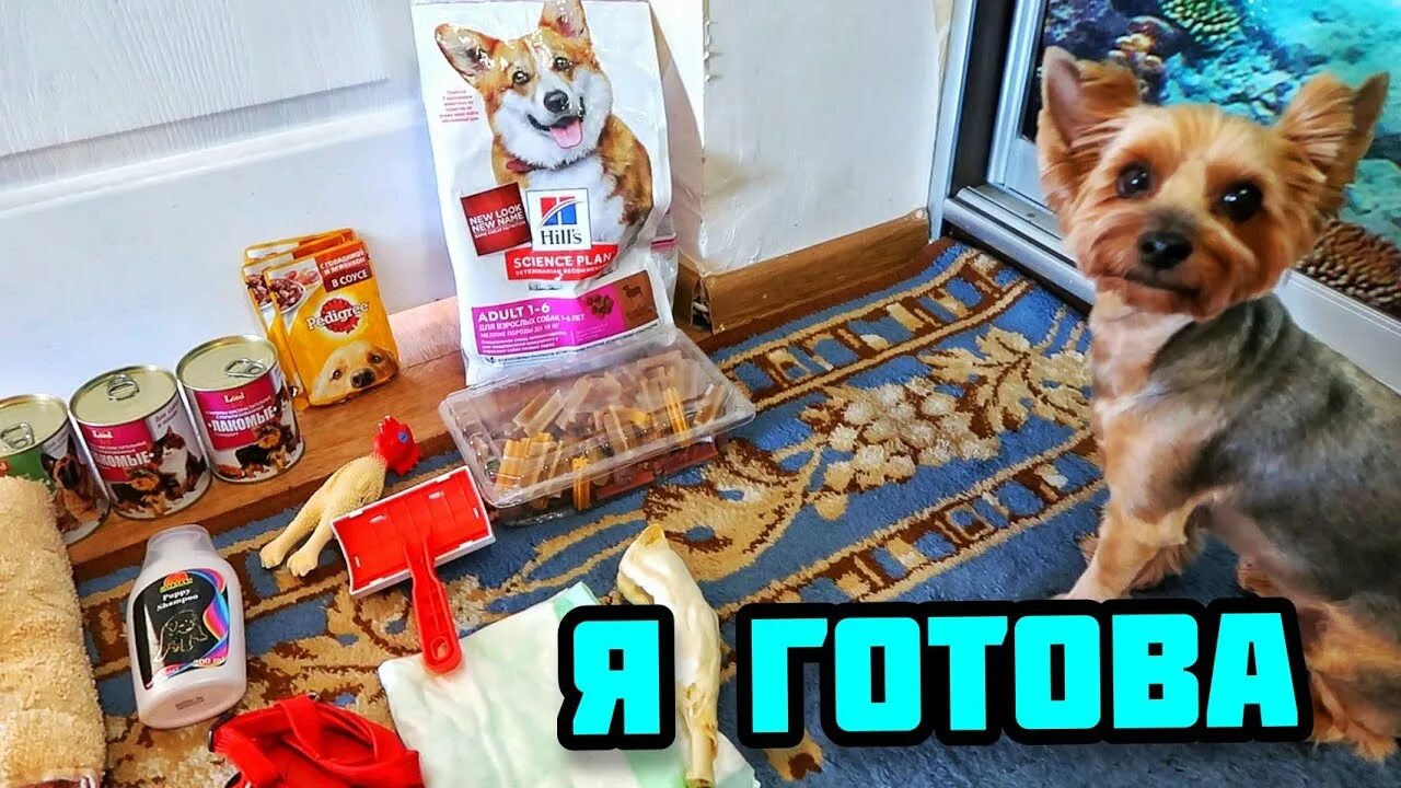 Собака собирается на дачу видео. Собака собирается на дачу видео