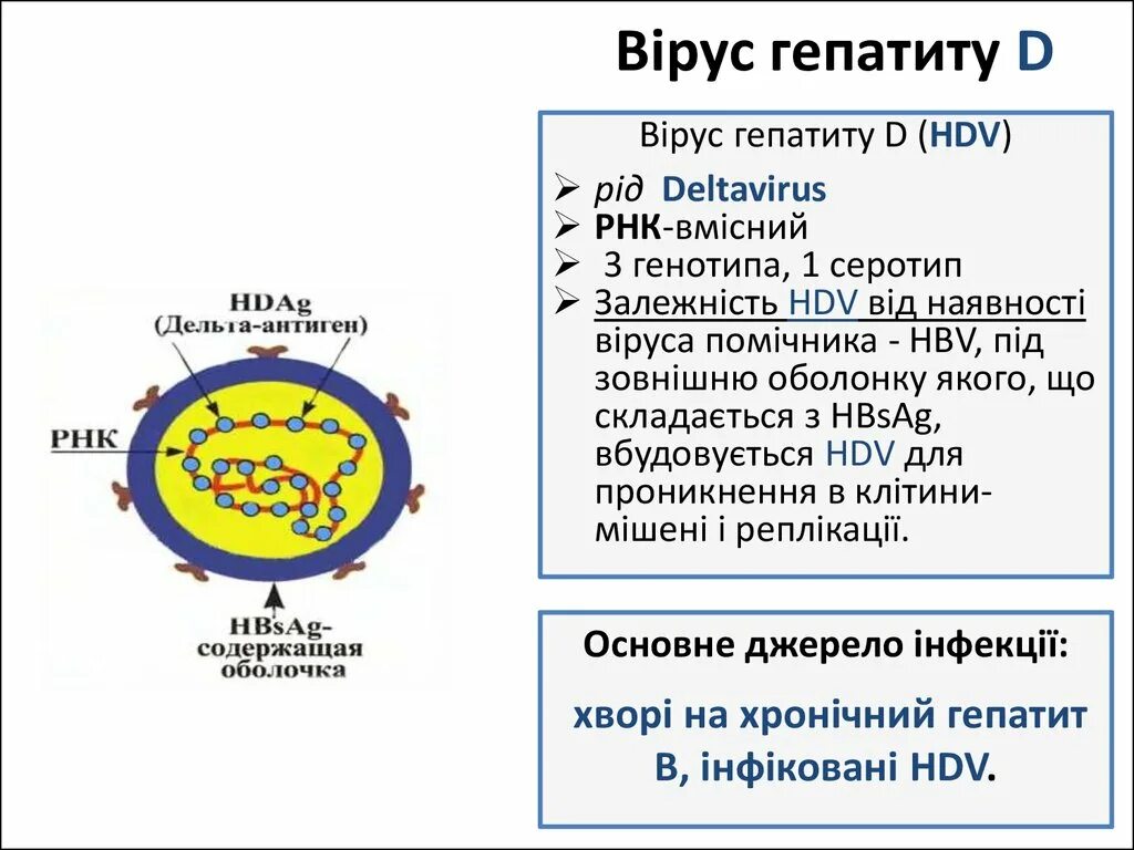 Антигенная структура вируса гепатита c. Вирус гепатита д антигенная структура. Вирус гепатита d строение. Строение вируса гепатита в антигены.