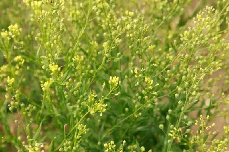 Трава рыжик. Camelina Рыжик. Рыжик мелкоплодный Camelina microcarpa Andrz.. Камелина Рыжик посевной. Рыжик мелкоплодный семена.