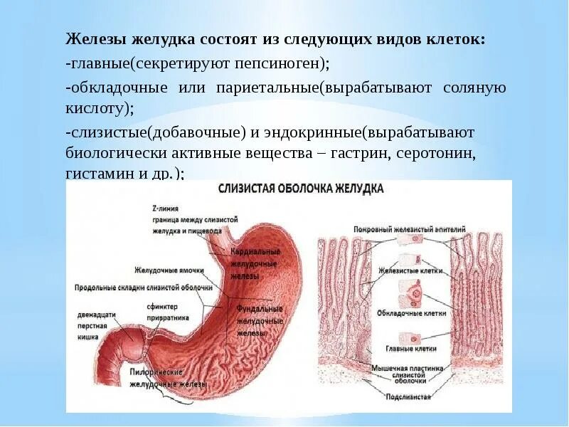 Железы слизистой оболочки желудка вырабатывают. Обкладочные клетки желез желудка вырабатывают. Железы желудка секретируют пепсиноген. Железы желудка секретируют главные обкладочные добавочные