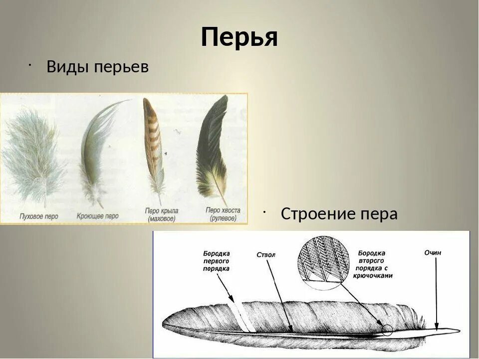 Естественный процесс смены шерстного и перьевого покрова. Пуховое перо птицы строение. Пуховое перо у птиц биология 7. Строение пуховое перо пера. Строение пухового пера птицы биология 7 класс.