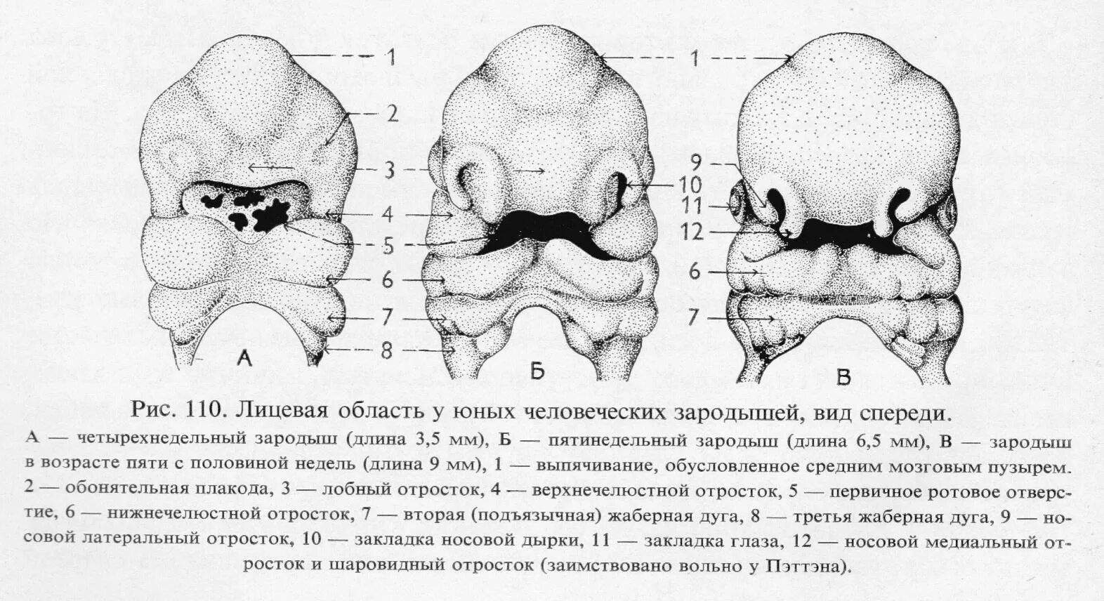 Формирование лица эмбриона. Формирование лица у зародыша человека. Развитие лицевого скелета в эмбриогенезе.