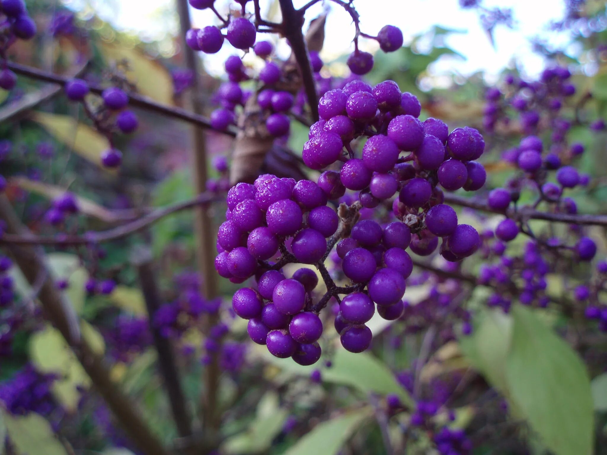 Purple berry