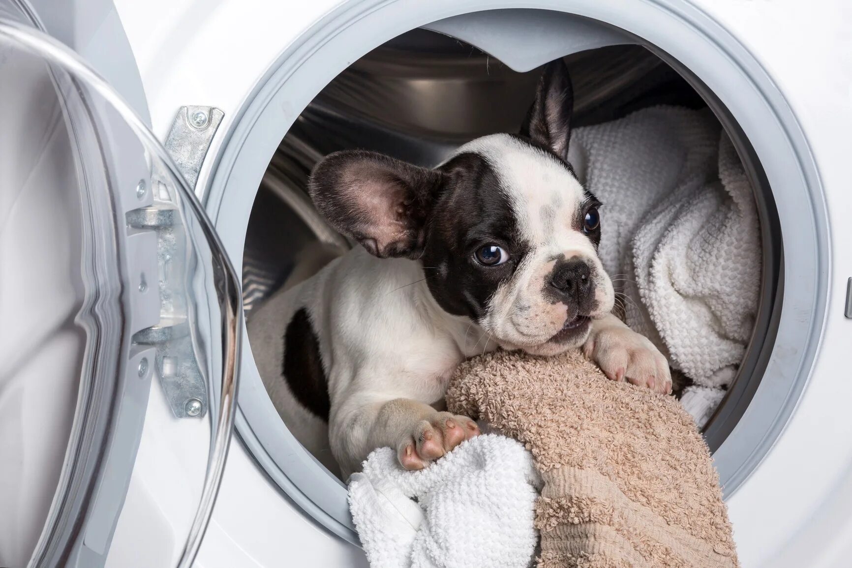 Собака в стиральной машине. Стиральные щенки. Стиральная машинка для собак. Порода собаки стиральная машина.