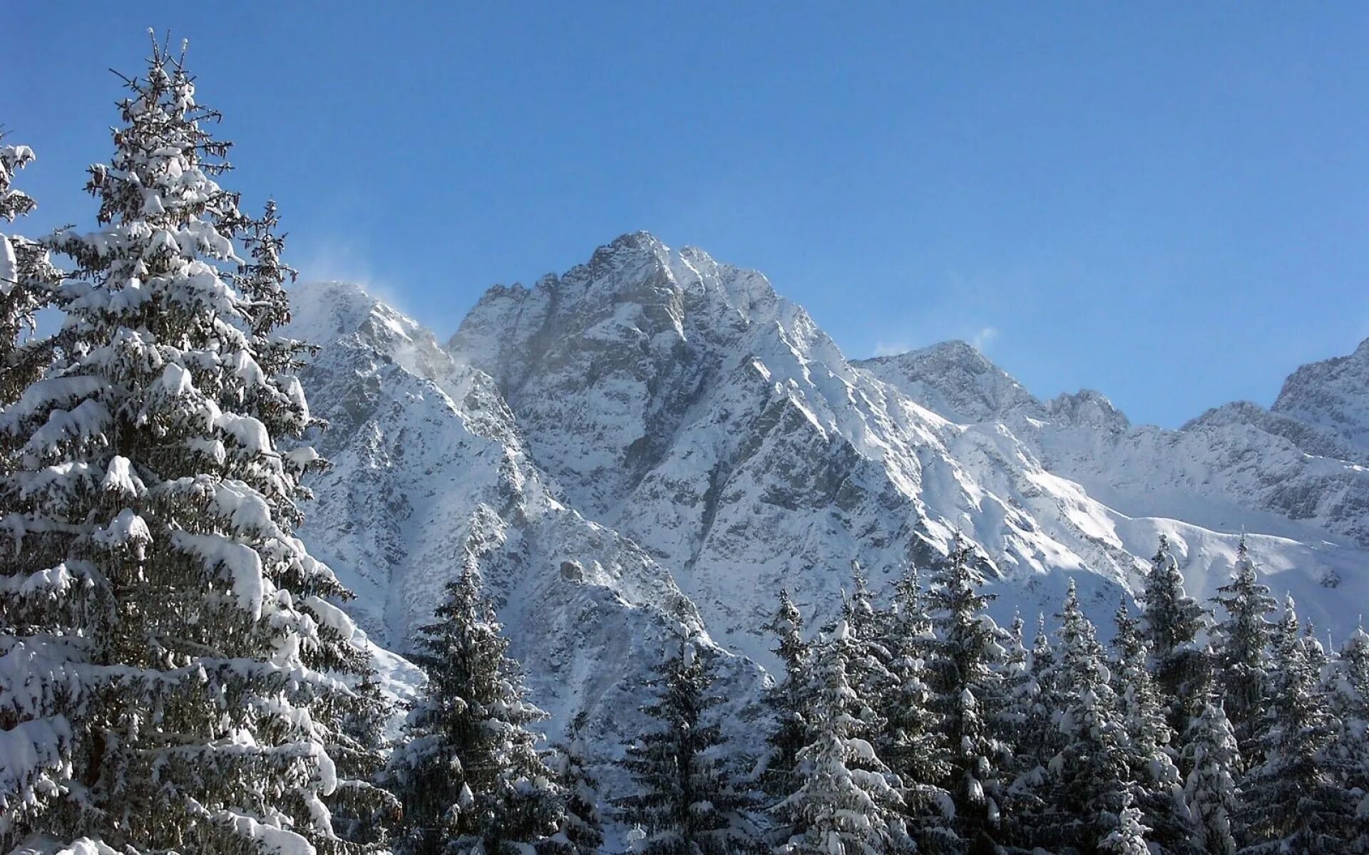 Горная елка