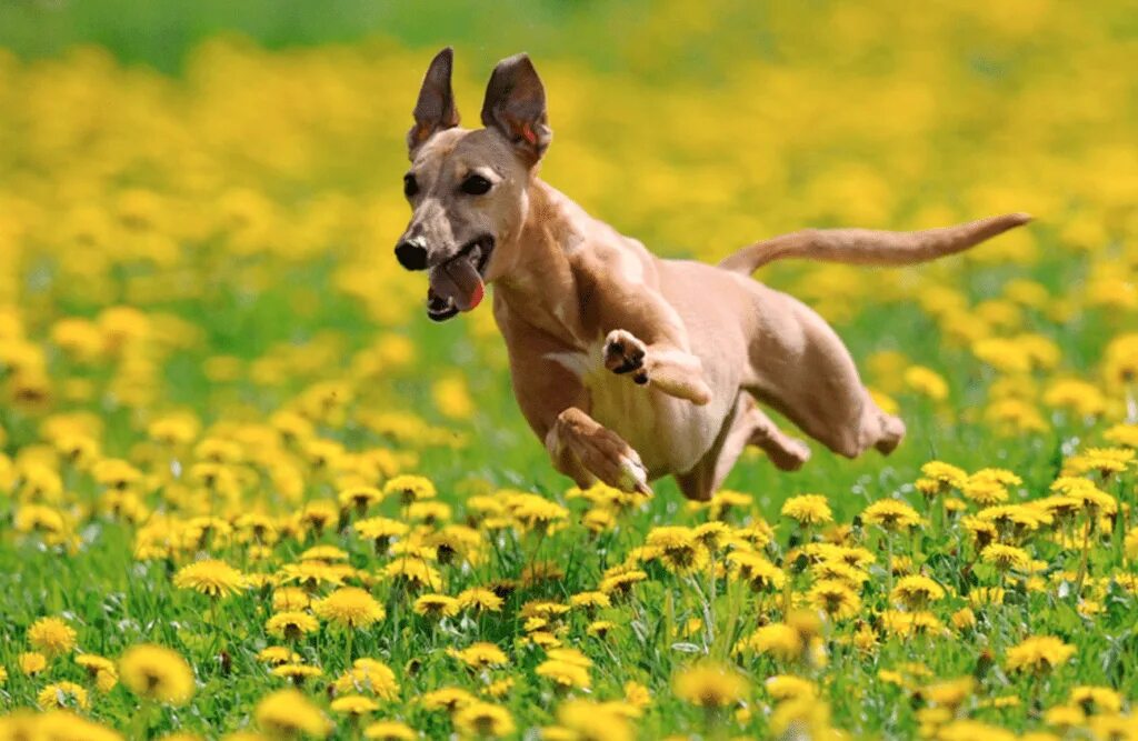 Убежал щенок. Собака бежит. Собака бежит в поле. Собака в поле. Собака бежит по полю.