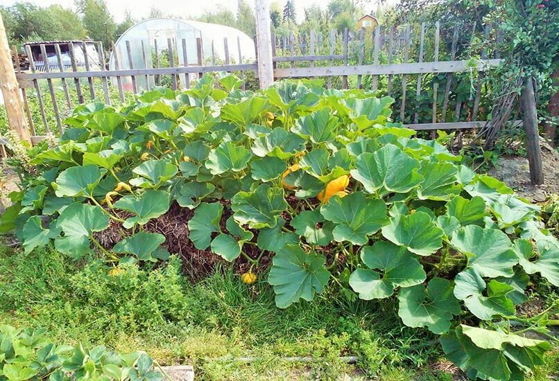 Можно ли сажать тыкву кабачками. Огурцы на компостной куче. Огурцы на компостной грядке. Тыква на компостной куче. Кабачки на компостной куче.