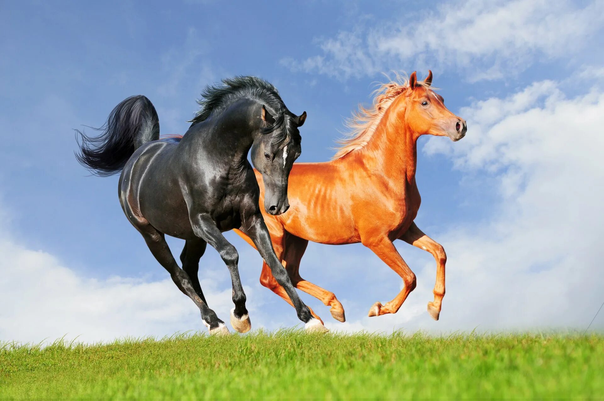 Two horse. Мустанг отлар. Красивые лошади. Две лошади. Красивый конь.