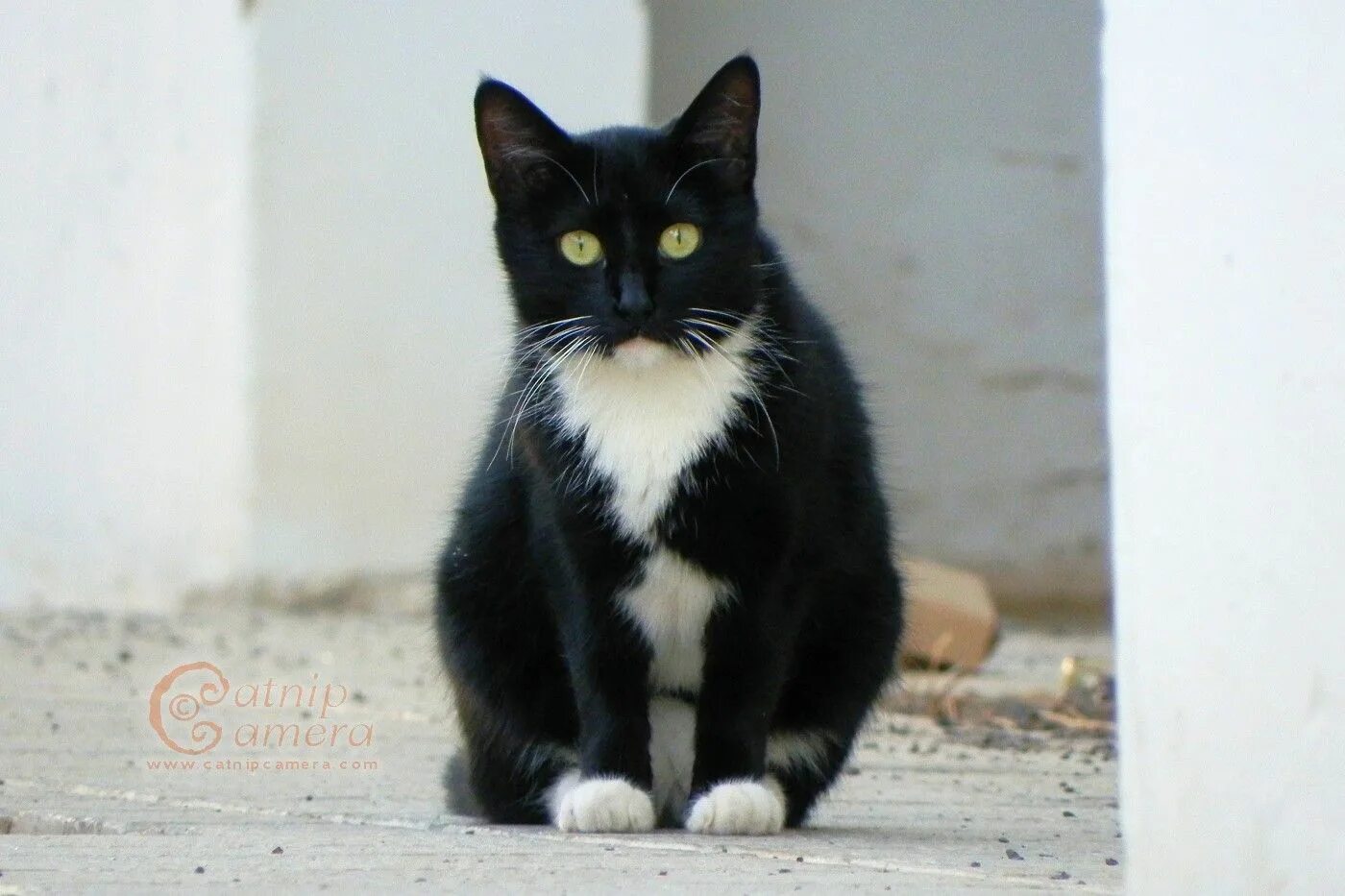 Как выглядит черно белый кот Free Images : black and white, sweet, pet, coat, curiosity, nose, eyes, whiskers