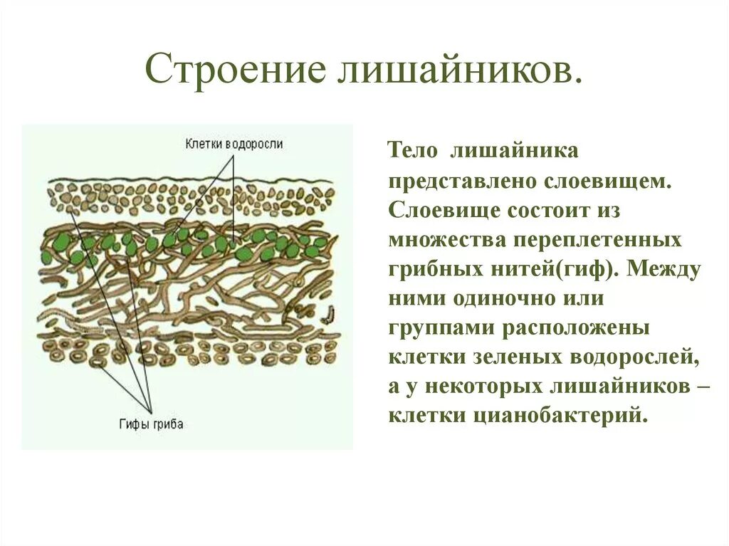 Лишайники органы. Строение слоевища лишайника. Внутренне строение лишайника. Строение лишайников клетки водоросли. Схема строения лишайника.