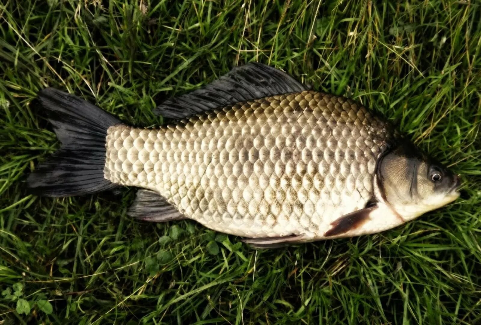 Карась обыкновенный Carassius Carassius. Карась золотой Carassius Carassius. Серебряный карась (Carassius gibelio). Карась мабуна. Живая рыба карась