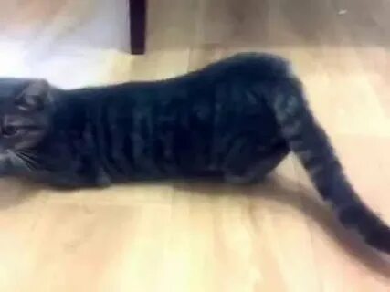 Сколько раз кот просит кошку