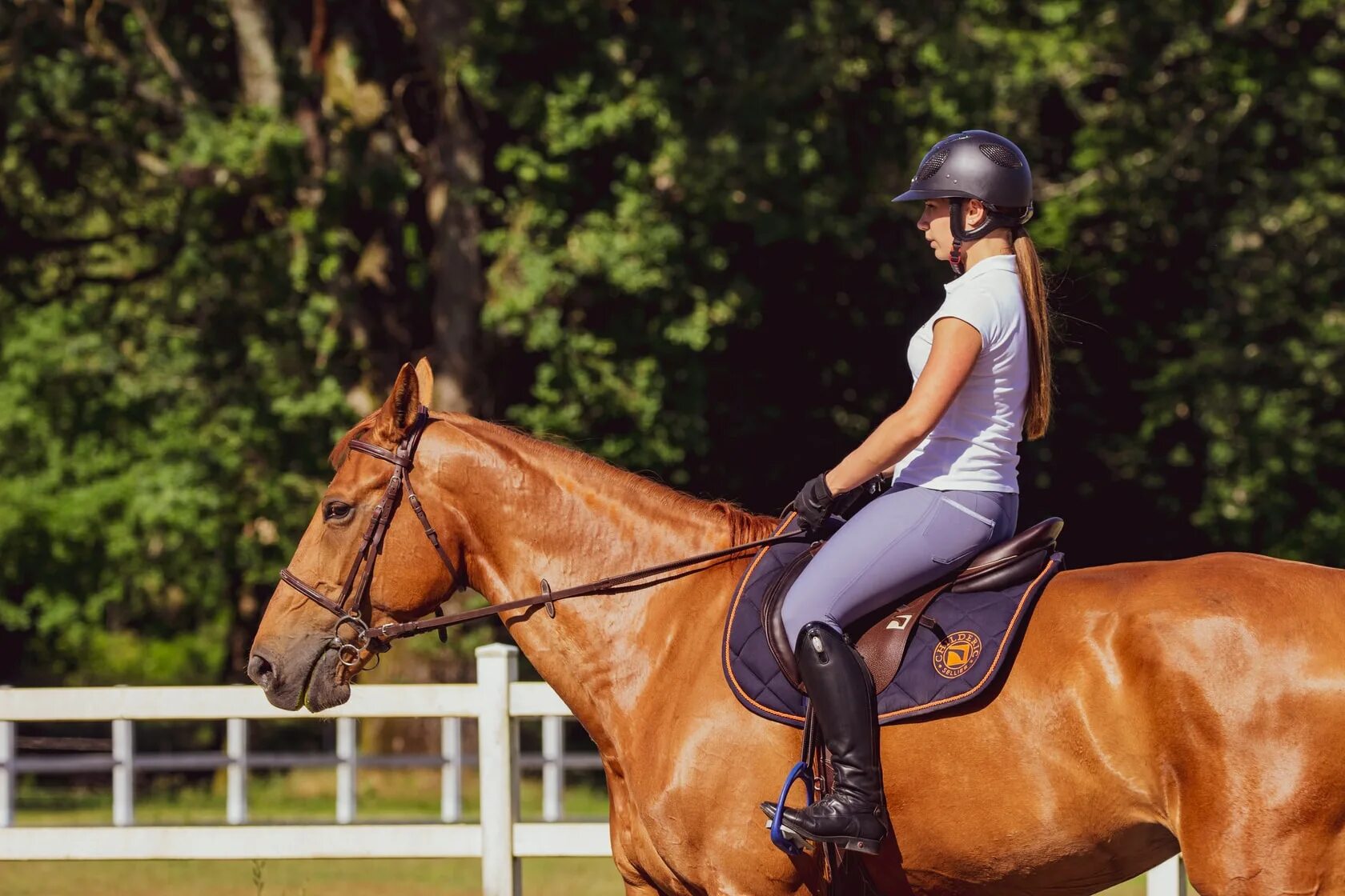 Лошади конкур. Equestrian stockholm stone blue. Эквестриан лошади. Тотилас порода лошади. Выездка конный спорт.