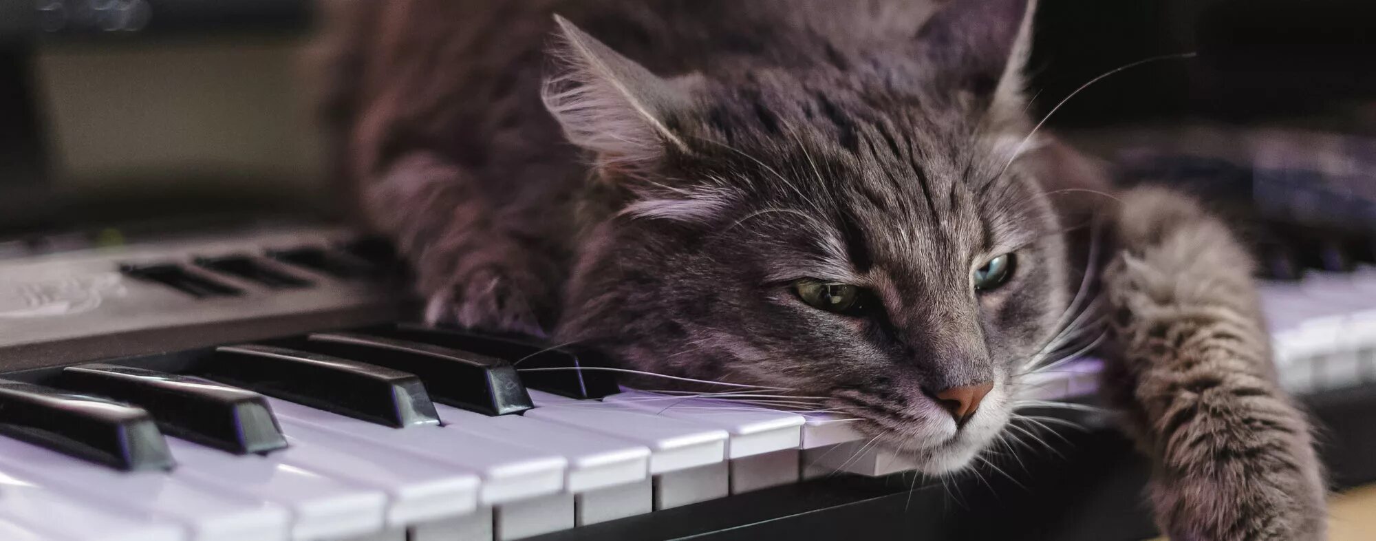 Музыкальный кот. Кошки и фортепиано. Кошка на пианино. Кот на фортепиано. Музыка для кошек слушать