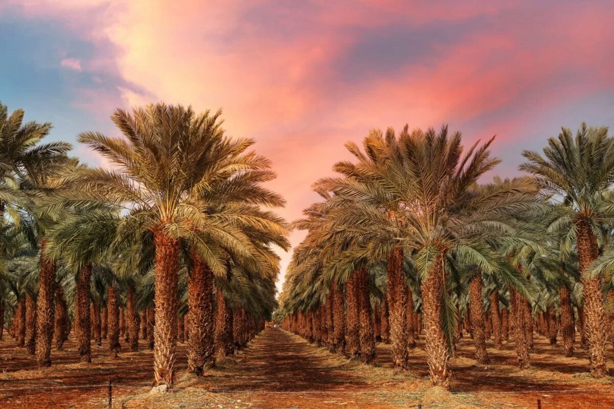 Финиковая плантация. Финиковые пальмы в Египте. Финиковая Пальма плантации. Финиковые плантации ОАЭ. Финиковые пальмы в ОАЭ.