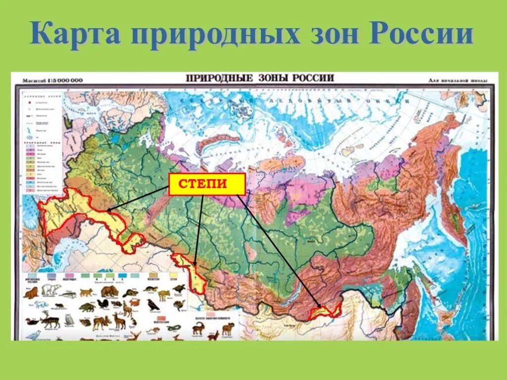 Природная зона сочи 4 класс. Название природных зон Краснодарского края. Карта природных зон. Карта природных зон России. Степи на карте России.