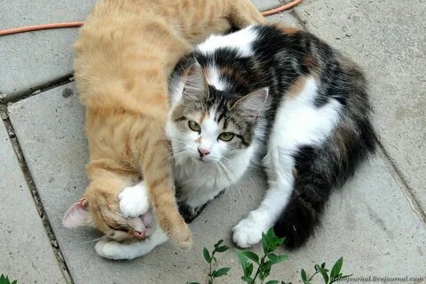 Котиках конечно