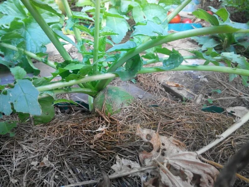 когда сеять редьку маргеланскую в открытый грунт. редька посевная. редька зеленая маргеланская. редька маргеланская. когда сеять редьку маргеланскую в открытый грунт.