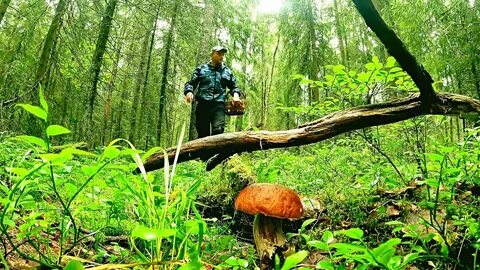 Пошел в лес грибами нашел