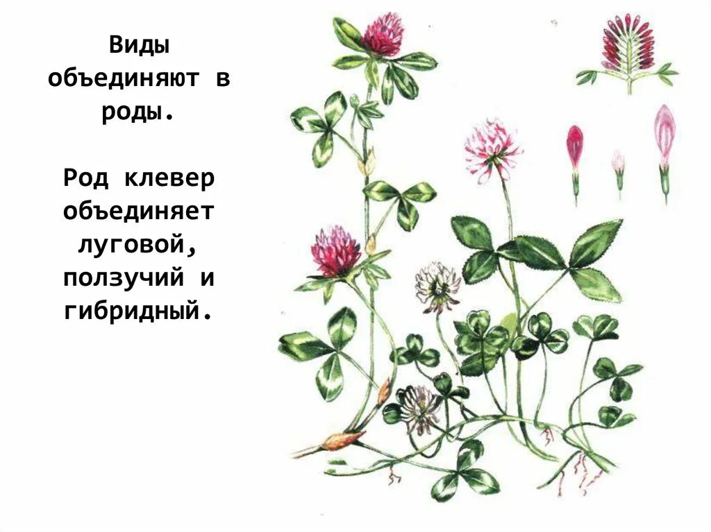 Клевер луговой и ползучий сходства и различия. Клевер Луговой и Клевер ползучий. Клевер Луговой ботаника. Клевер Луговой гибридный ползучий. Род растения Клевер Луговой и Клевер ползучий.