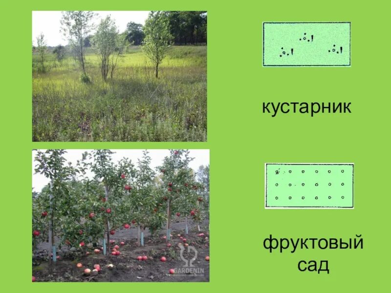 Кустарник на плане местности. Условный знак фруктовый сад. Фруктовый сад на плане местности. Кустарник на плане местности сад. Знак фруктовые сады