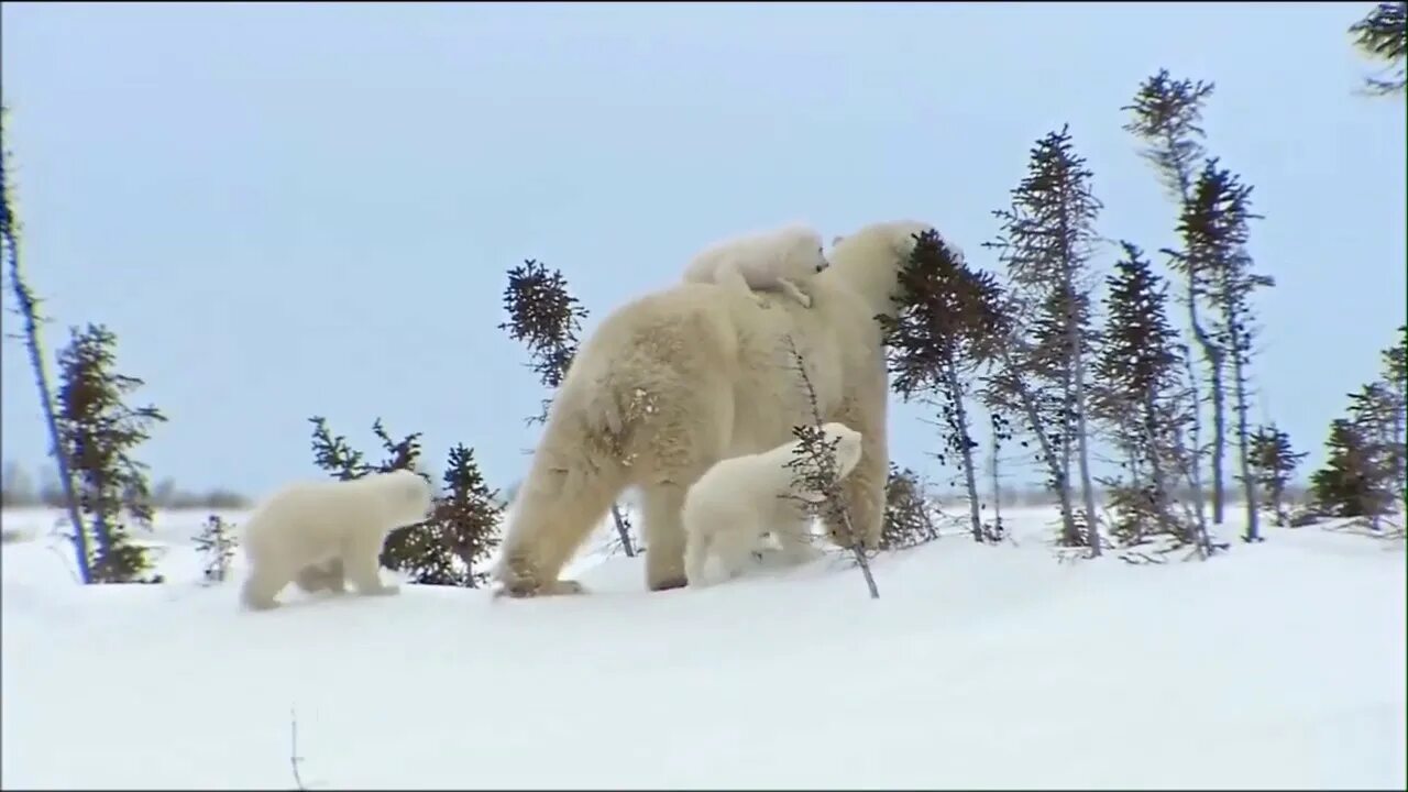 Белые медведи Салехард. Белый медведь танцует.