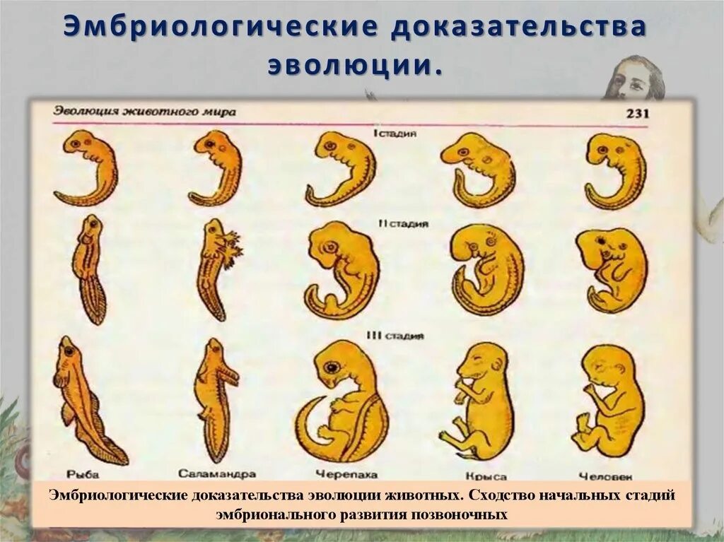 Наличие хвоста у зародыша человека на ранней. Эмбриология доказательства эволюции. Эмбриологические свидетельства эволюции. Эмбриональные доказательства эволюции. Эмбриональное развитие зародышей позвоночных.