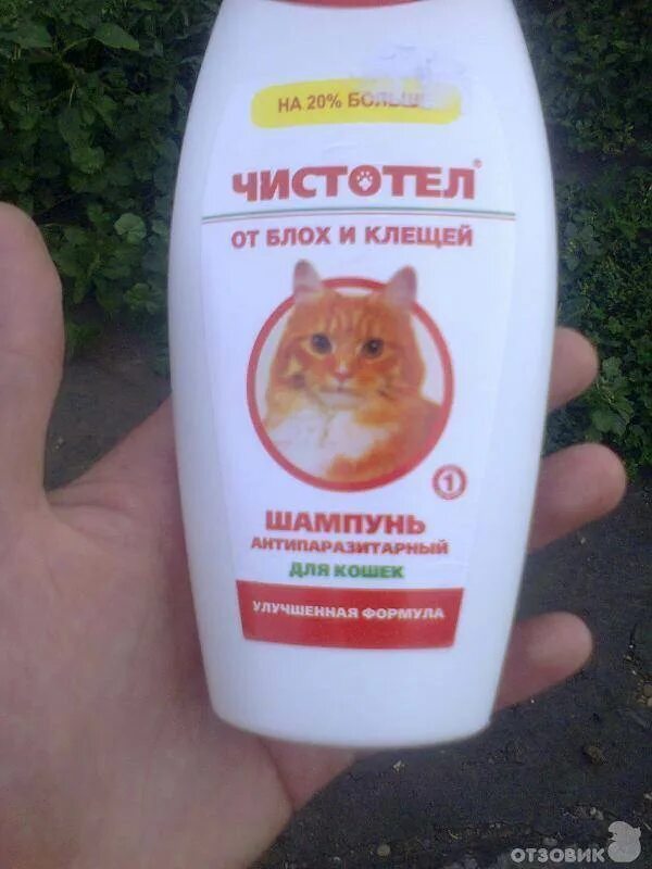 Как часто можно мыть шампунем от блох. Шампунь от блох для котят. котик в шампуне. лучший шампунь от блох для котят.
