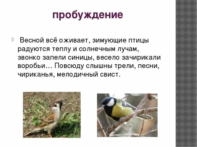 Поведение зимующих птиц весной. Поведение зимующих птиц. Как с приближением весны изменилось поведение зимующих птиц. Как изменилось поведение зимующих птиц.