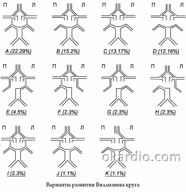 Виллизиев круг строение. Варианты развития передней мозговой артерии. Варианты строения Виллизиева круга схема. Варианты формирования Виллизиева круга. Варианты развития сосудов Виллизиева круга.