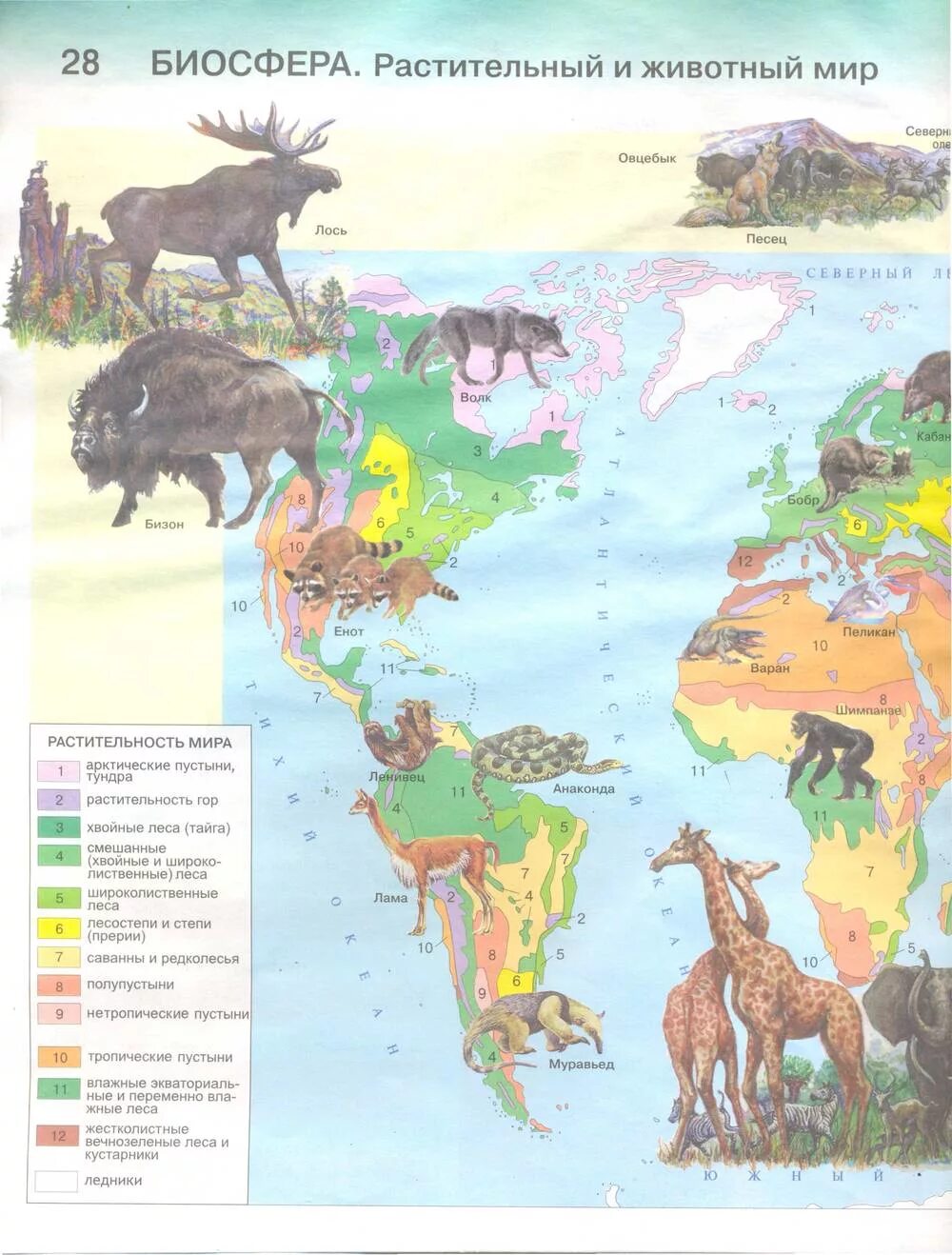 Биосфера параграф по географии 6 класс. Атлас 6 класс география Биосфера. Биосфера контурная карта 6 класс. Атлас по географии 6 класс Дрофа Биосфера. Карта биосферы.