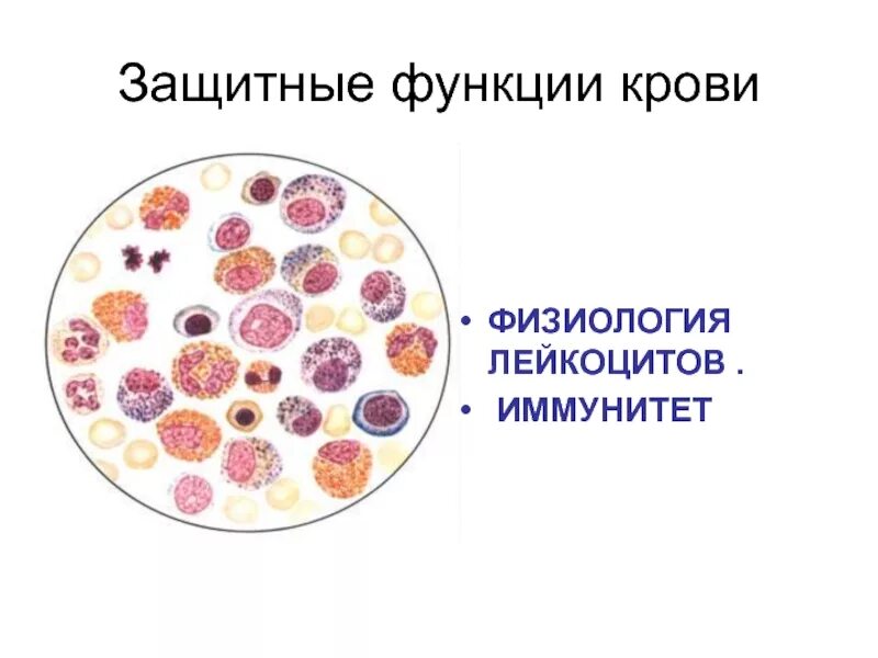 Физиология крови. Функции крови. Защитные функции крови иммунитет. Кровьзащитгная функция. Возрастные изменения крови