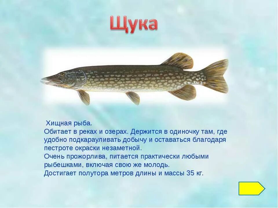 Описание ловли. Обыкновенная щука (Esox Lucius). Рассказ о рыбе. Доклад про рыб. Презентация на тему рыбы.