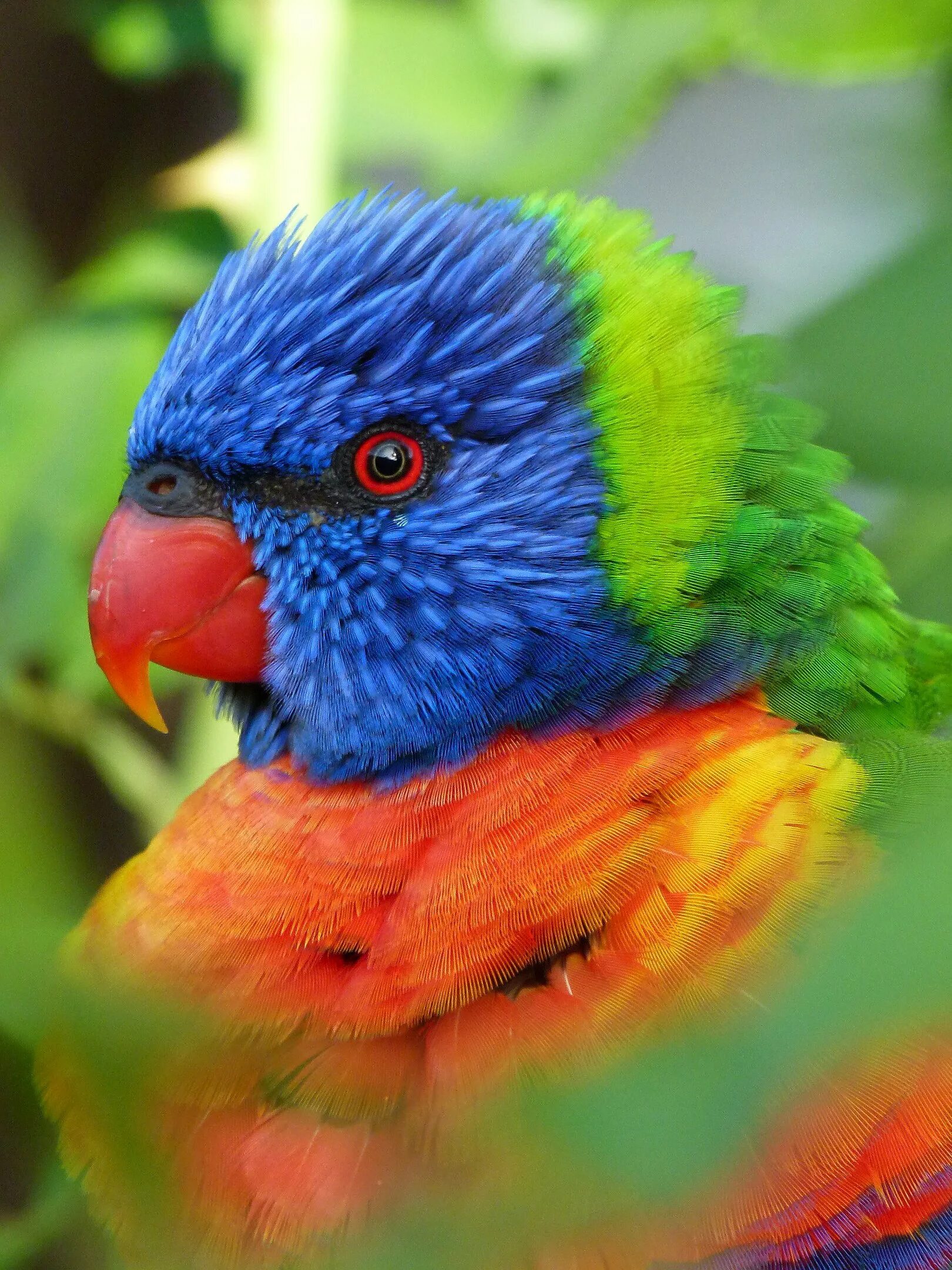 Большой цветной попугай. Лорикет попугай. Многоцветный лорикет. Попугай Радужный лорикет. Многоцветный лорикет попугай.