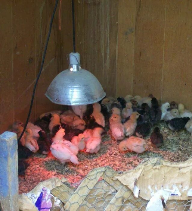 Инфракрасная лампа для курятника. Лампа для цыплят. Обогревающие лампы для цыплят. Обогреватель для цыплят.