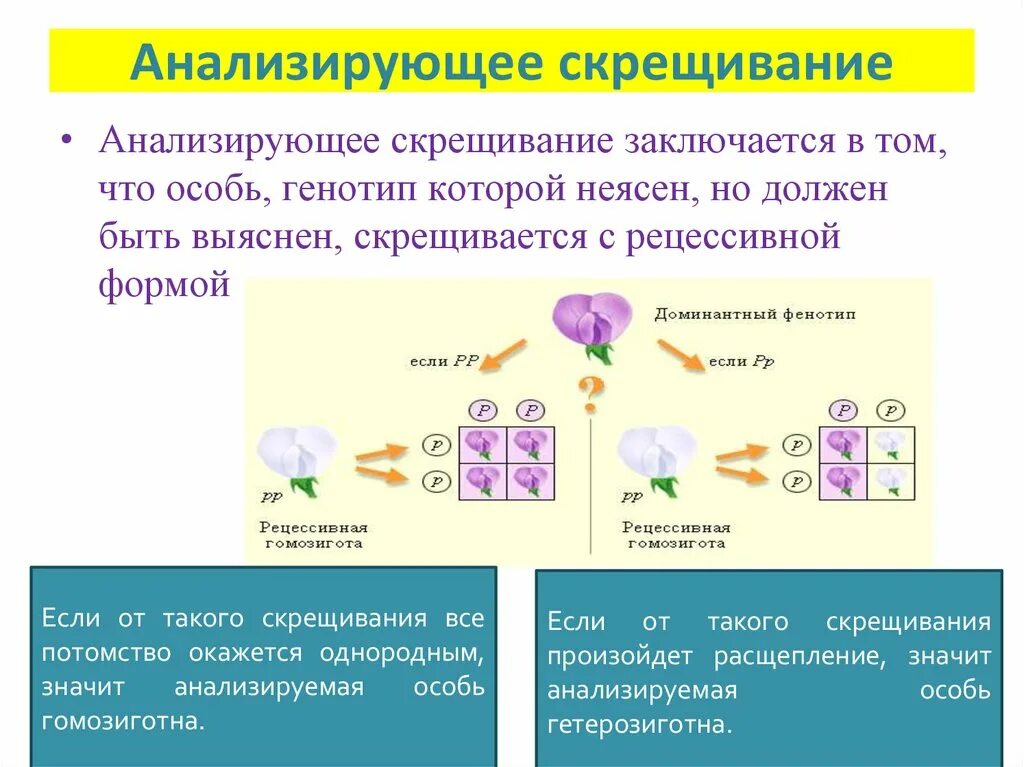 Анализирующее скрещивание кратко