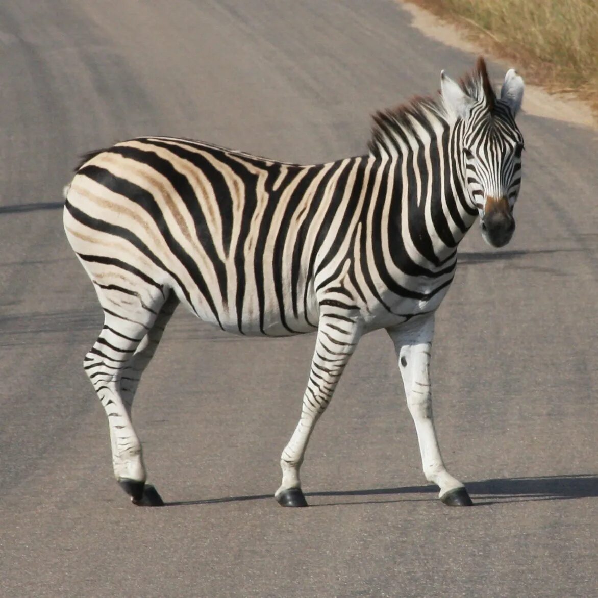 Бурчеллова зебра. Включи видео зебра. Разновидности зебр. Зебры в саванне. Горная зебра.